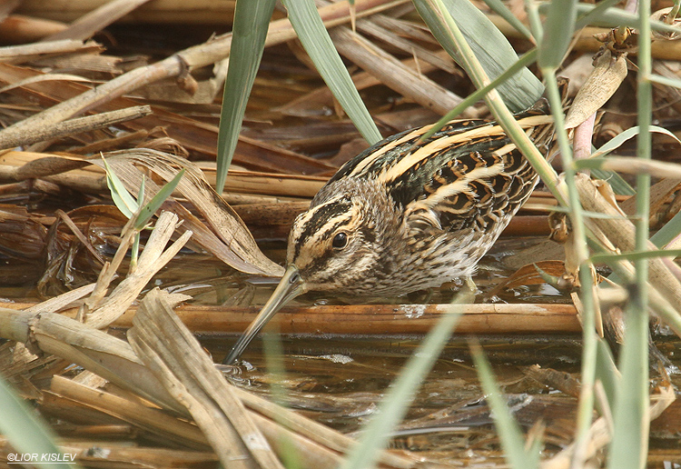 , Jack Snipe Lymnocryptes minimus ,Hamadia fish ponds,Beit Shean valley, 19-10-12